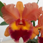 Blc Chunyeah x Blc Pumpkin Festival N10 ADULTA