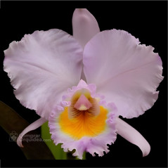 Cattleya Trianae Concolor Orion