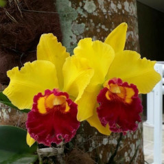 blc color magic mendenhall