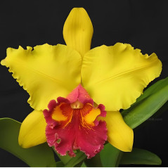 Blc amarela e vermelha flor grande