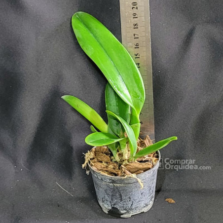 Blc Color Magic ‘Mendenhall’ Muda T4