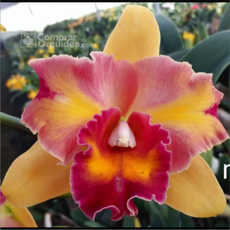 Pot Egyptian Queen “Innerfire” x C. Cuiseag Manka_En