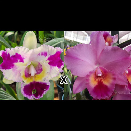 (Lc Mari´s Song x Lc Mem Robert Strait) x Pot Spring Sunset Camburiv