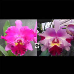 Blc Chrissy Compton “Lucille” x (Blc Chunyeah 17 x Lc Maris Song Mad B)