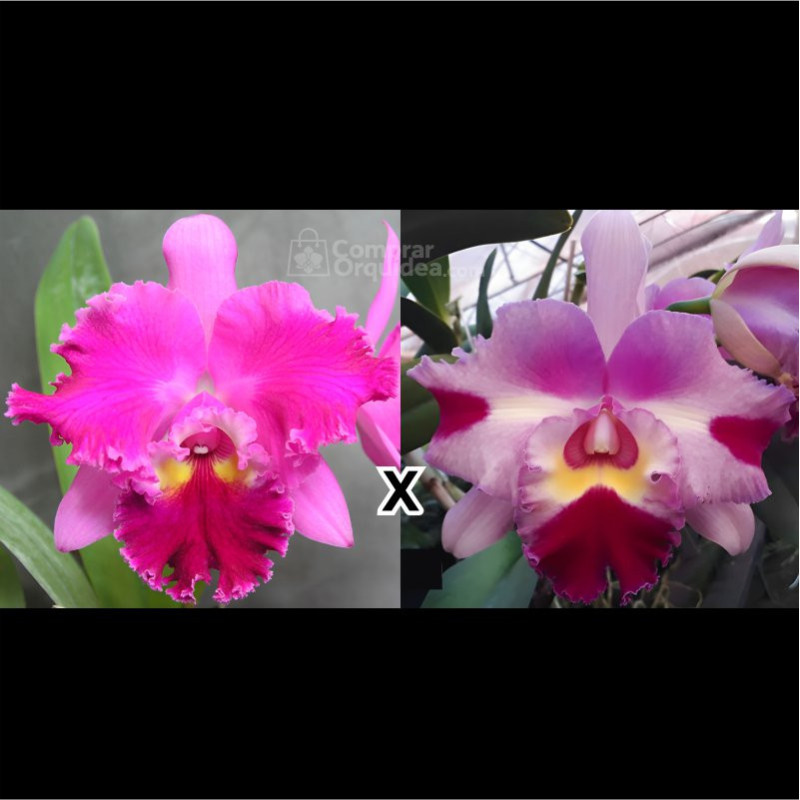 Blc Chrissy Compton “Lucille” x (Blc Chunyeah 17 x Lc Maris Song Mad B) Pré Adulta