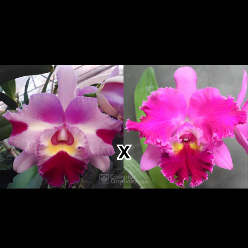 (Blc Chunyeah 17 x Lc Maris Song Mad B) x Blc Chrissy Compton “Lucelle” Pré Adulta