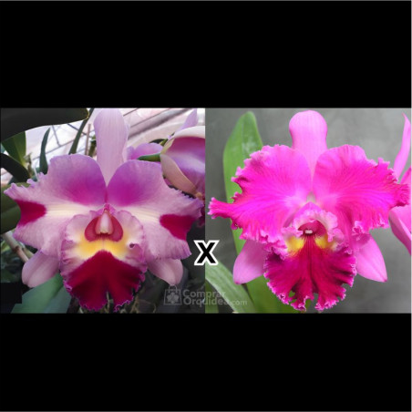 (Blc Chunyeah 17 x Lc Maris Song Mad B) x Blc Chrissy Compton “Lucelle”