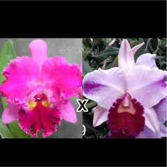 Blc Chrissy Compton “Lucelle” x (Lc Irone Finey x Lc Orglsder grande)