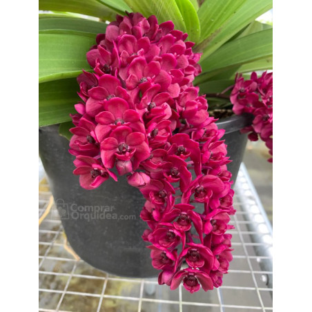 Rhynchostylis Gigantea Red