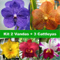 Kit 5 Mudas (2 Vanda +3 Cattleya) Identificadas