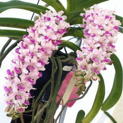 Rhynchostylis gigantea Spot