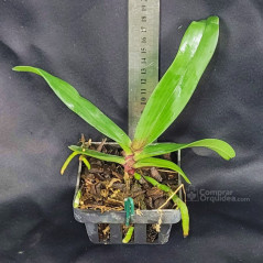 Rhynchostylis gigantea "Red" Pré-Adulta