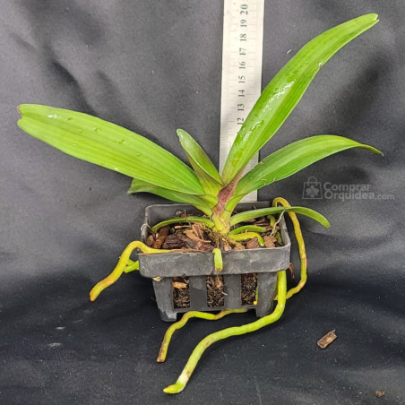 Rhynchostylis gigantea "Orange" Pré-Adulta