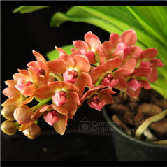 Rhynchostylis gigantea Orange