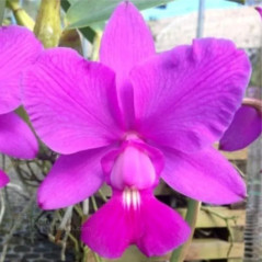 Cattleya walkeriana tipo (Heitor x Arroyo)