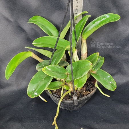 C. Walkeriana (Coerulea Helena x Coerulea A-15) Adulta