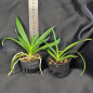 Kit 5 Mudas (2 Vanda +3 Cattleya) Identificadas