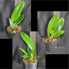 Kit 5 Mudas (2 Vanda +3 Cattleya)