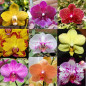 Kit 10 Phalaenopsis Jovens