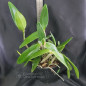 Cattleya Loddigesii Alba ADULTA Cattleya Loddigesii Alba ADULTA
