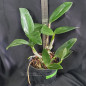 (C. Whitei x C. schilleriana) x C. aclandiae “Itororó” ADULTA (C. Whitei x C. schilleriana) x C. aclandiae “Itororó” ADULTA