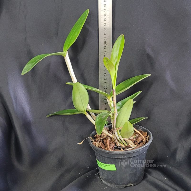 花 Cattleya Amethystoglossa Flamea (Dark x Pincelada) Adulta