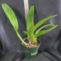 Lc Dinard 'Blue Heaven' x C. Labiata Coerulea ADULTA
