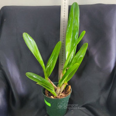 Laelia Tenebrosa Rubra ADULTA