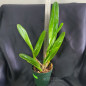 Laelia Tenebrosa Rubra ADULTA Laelia Tenebrosa Rubra ADULTA