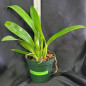 Blc Nan Chang Silk “Ct Olimpic Torch” ADULTA Blc Nan Chang Silk “Ct Olimpic Torch” ADULTA