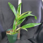 Pot Afternoon Delight “Radiant” x C. schilleriana ADULTA Pot Afternoon Delight “Radiant” x C. schilleriana ADULTA