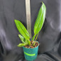 Blc Rose Whisper 'Suisei' ADULTA Blc Rose Whisper 'Suisei' ADULTA