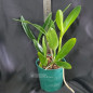 Blc Waikiki Gold x Self ADULTA Blc Waikiki Gold x Self ADULTA