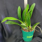 Cattleya Gigas s/alba “Atropurpurea” ADULTA Cattleya Gigas s/alba “Atropurpurea” ADULTA