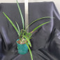 Encyclia fowliei ADULTA Encyclia fowliei ADULTA