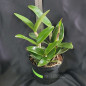 C Amethystoglossa aurea "vassoral" ADULTA C Amethystoglossa aurea "vassoral" ADULTA