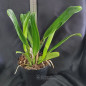 Pot Exotic Dream (NSA x Valiati) ADULTA Pot Exotic Dream (NSA x Valiati) ADULTA