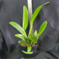 Blc (George King x Chunyeah 17) ADULTA Blc (George King x Chunyeah 17) ADULTA
