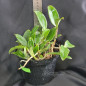 C Aclandiae (albescens x alba) ADULTA C Aclandiae (albescens x alba) ADULTA