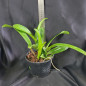 Blc Capitão Pessoa “Orlata” ADULTA Blc Capitão Pessoa “Orlata” ADULTA