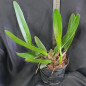 (Pot Egyptian Queen “Innerfire” x C Cuiseag Manka_En(C-2) ADULTA (Pot Egyptian Queen “Innerfire” x C Cuiseag Manka_En(C-2) ADULTA
