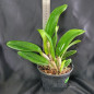 Pot Hawaiian Charisma “Hawaii” ADULTA Pot Hawaiian Charisma “Hawaii” ADULTA