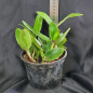 C Amethystoglossa Aurea (giboia x vassoral) ADULTA C Amethystoglossa Aurea (giboia x vassoral) ADULTA