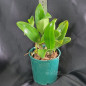Pot Burana Beauty “Burana” ADULTA Pot Burana Beauty “Burana” ADULTA