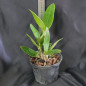 Cattleya Amethystoglossa Aurea (princesinha x vassoral) ADULTA Cattleya Amethystoglossa Aurea (princesinha x vassoral) ADULTA