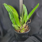 Cattleya Trianae Concolor “Orion” x Self ADULTA Cattleya Trianae Concolor “Orion” x Self ADULTA