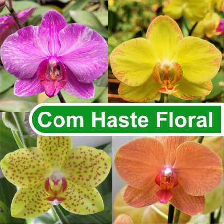 kit phalaenopsis com flor