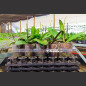 Kit 10 Orquídeas Phalaenopsis Adultas com Haste Floral Kit 10 Orquídeas Phalaenopsis Adultas com Haste Floral