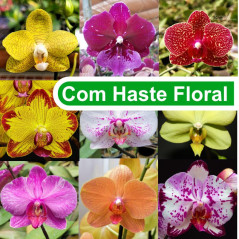 kit phalaenopsis com flor
