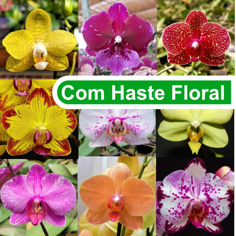 Kit 10 Orquídeas Phalaenopsis Adultas com Haste Floral Kit 10 Orquídeas Phalaenopsis Adultas com Haste Floral